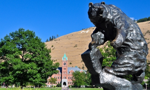 Montana Griz