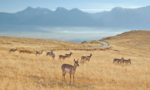 Montana Mission Range