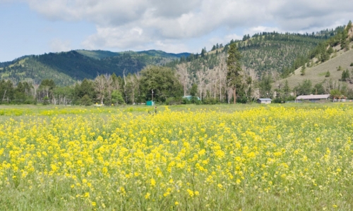 Lolo Pass Montana Wildflowers