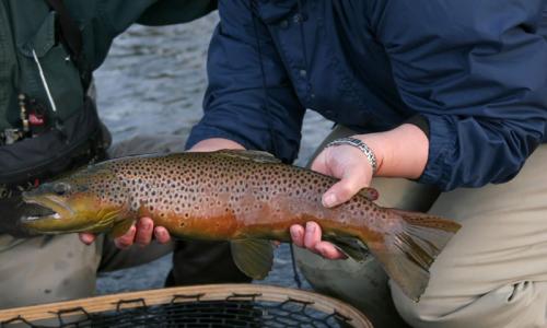 Big Hole River Fly Fishing