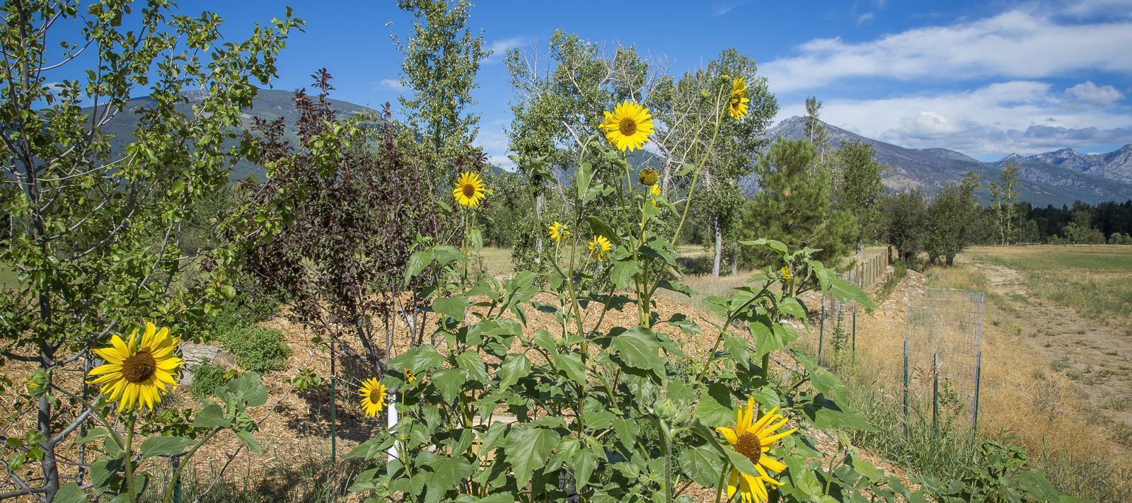 Abc Acres — Hamilton, MT