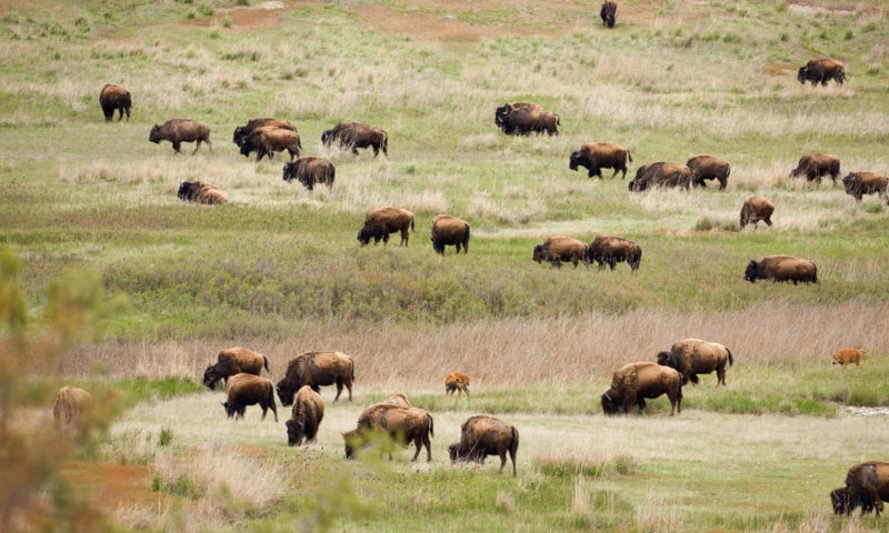 Bison roaming the National Bison Range