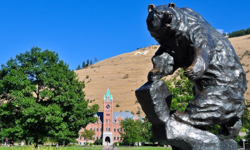 U of M Grizzly Sports