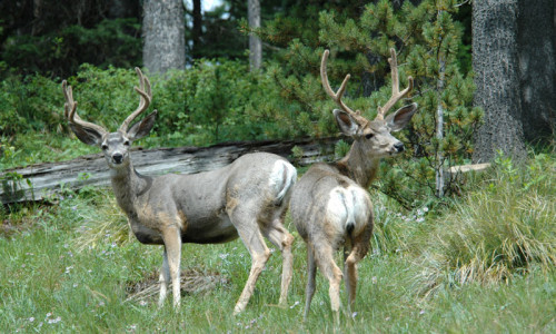 Lolo National Forest