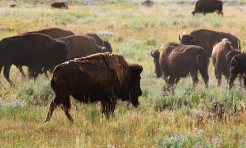CSKT Bison Range